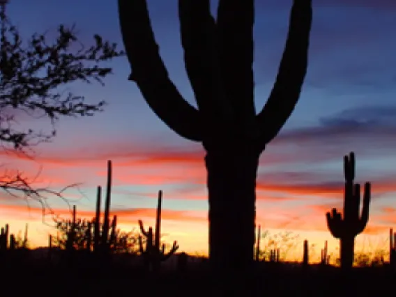 Tucson cacti