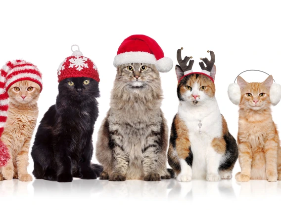 Christmas Cats 2024