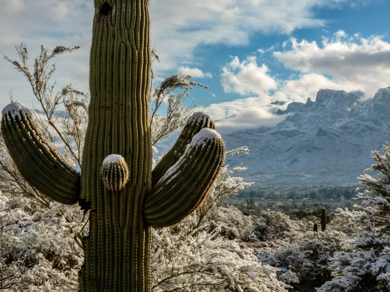 Snow on Saguaro Cactus 2024