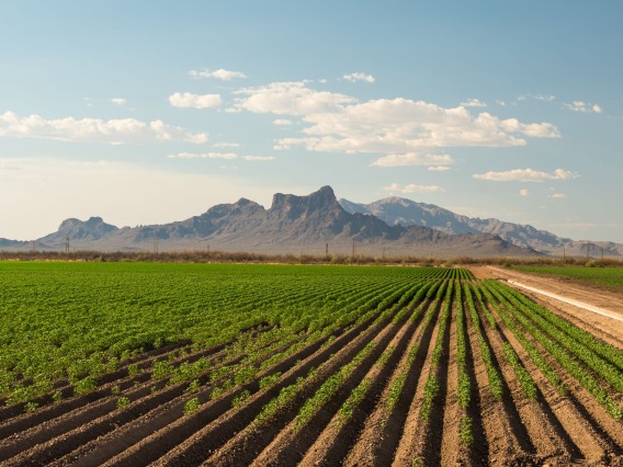 Agriculture field in Arizona with Picacho Peak in background
