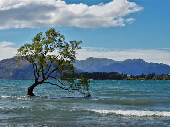 Tree in Lake with Clouds in Blue Sky