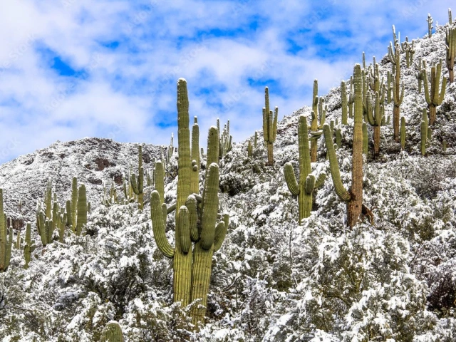 Winter in the Desert Snow on Saguaro Cacti
