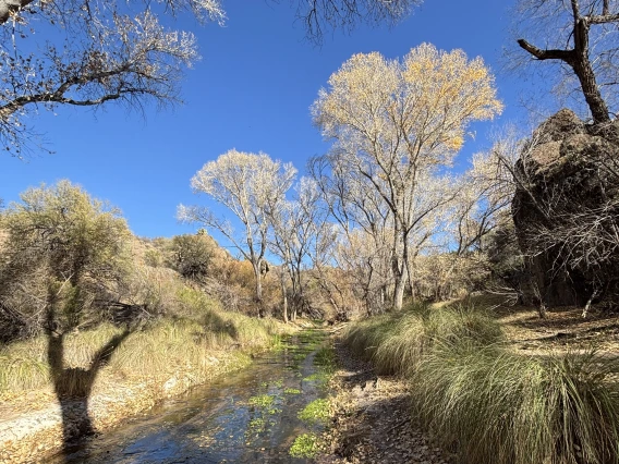 Cienega Creek in Winter by Brian Tyler Thompson