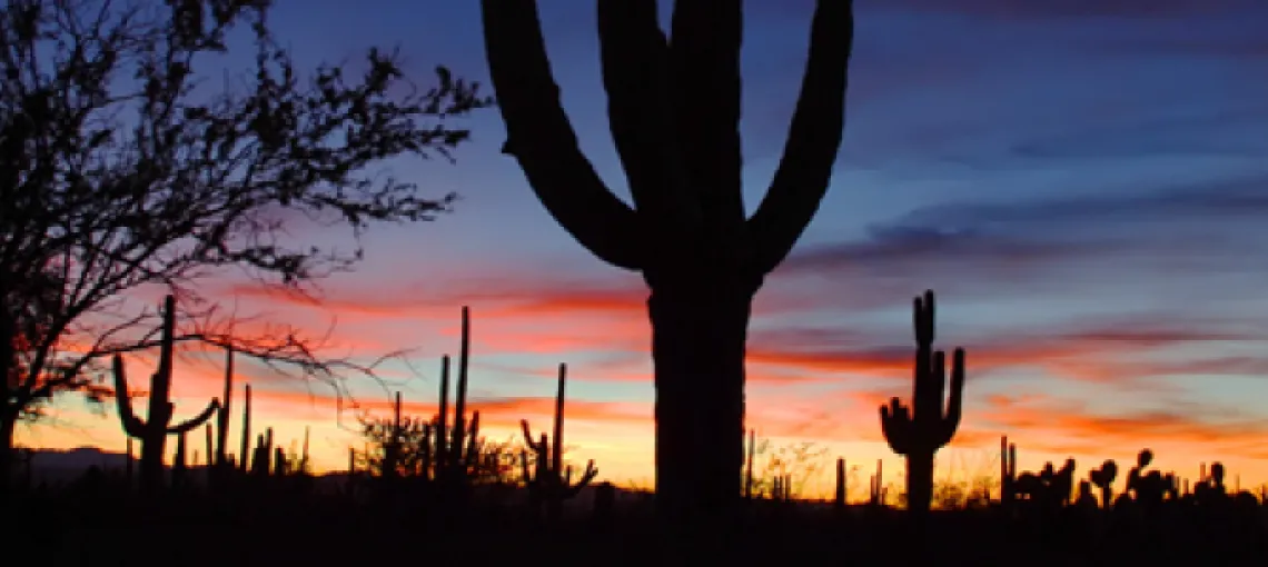 Tucson cacti