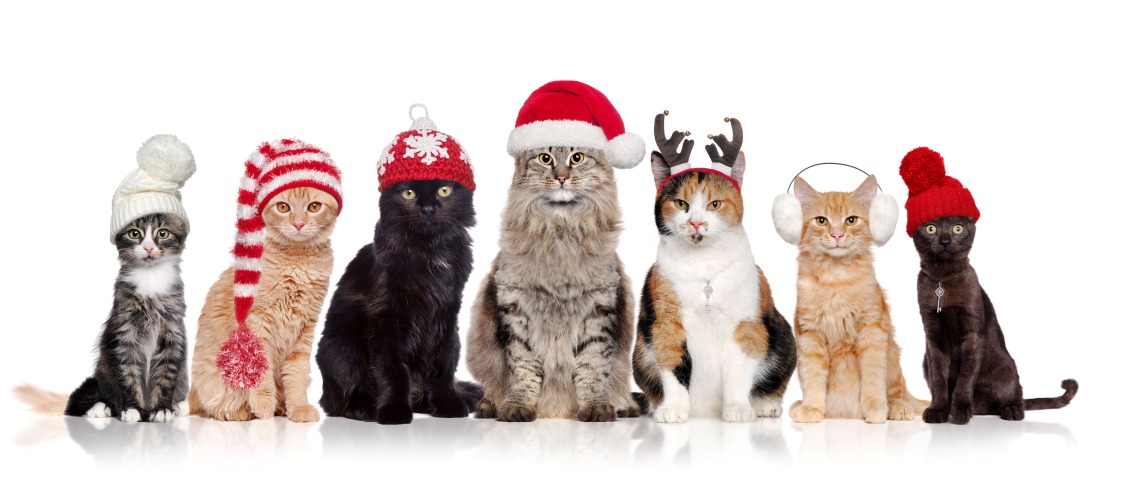 Christmas Cats 2024