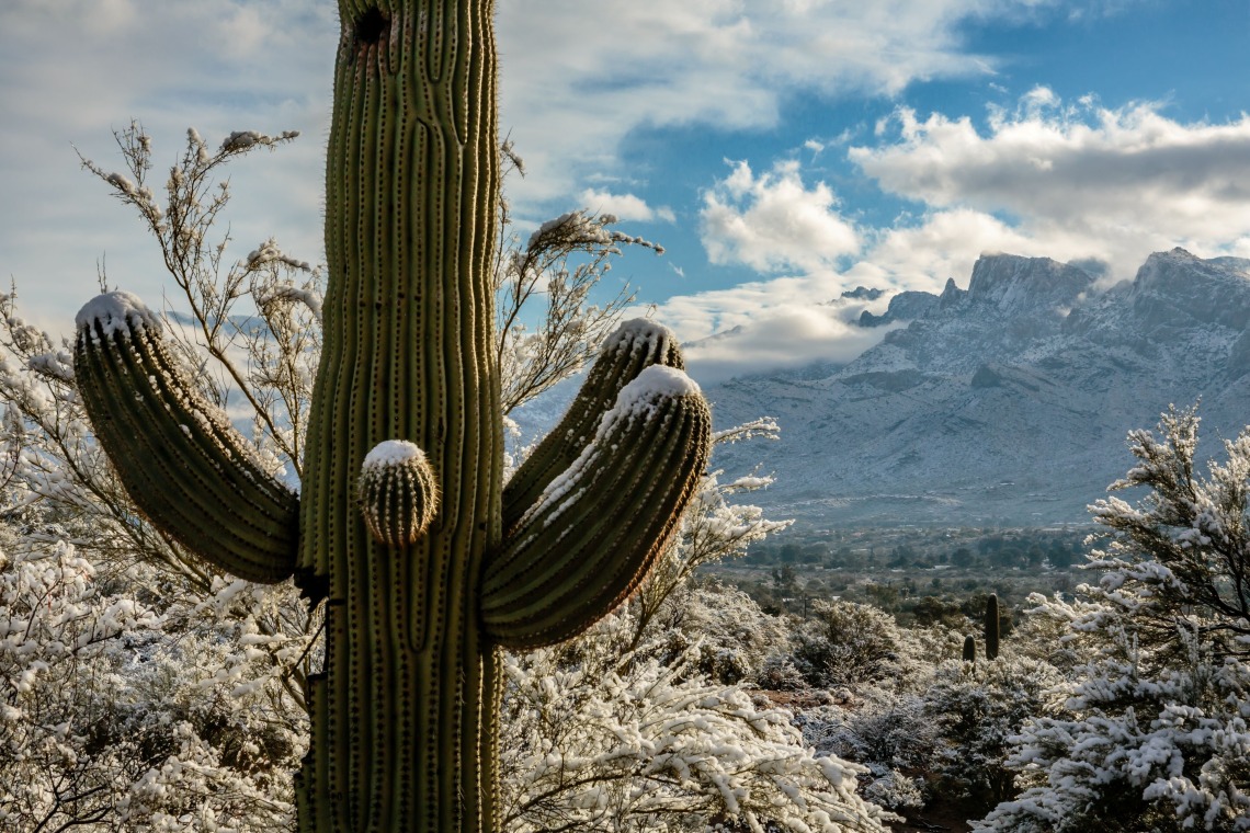 Snow on Saguaro Cactus 2024