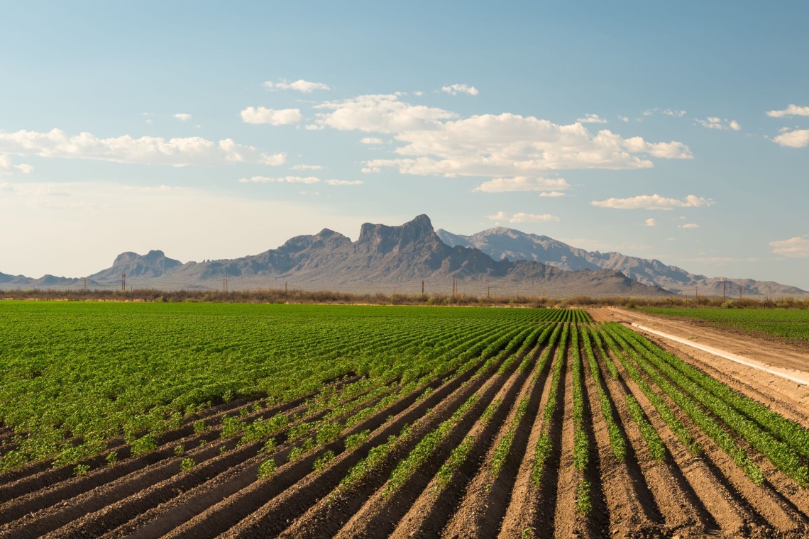 Agriculture field in Arizona with Picacho Peak in background