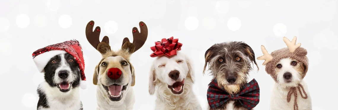 Christmas Dogs in Santa Hats