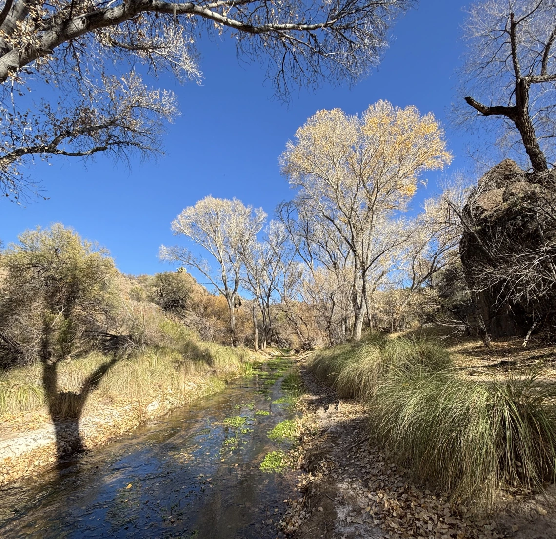 Cienega Creek in Winter by Brian Tyler Thompson