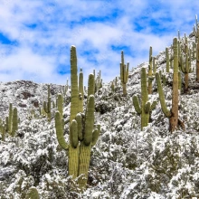 Winter in the Desert