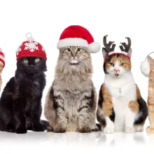 Christmas Cats 2024