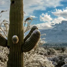 Snow on Saguaro Cactus 2024