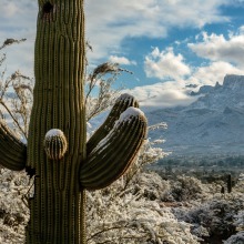 Snow on Saguaro Cactus 2024