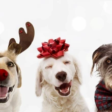 Christmas Dogs in Santa Hats