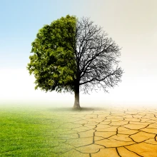 Drought and Tree Water Stress