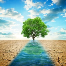 Tree Clouds Water Dry Soil